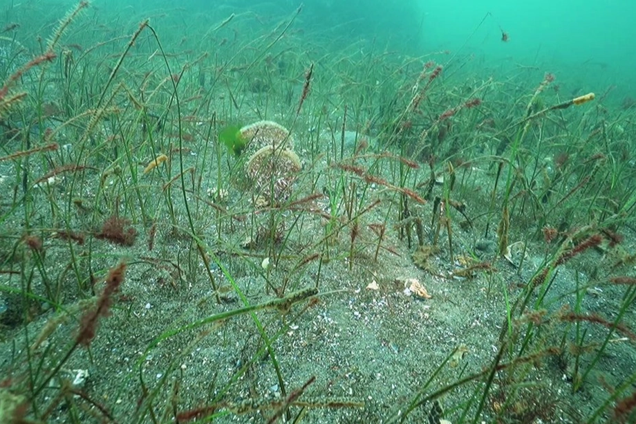 Prof. Dr. Sarı&rsquo;dan Belediye Başkanlarına &ccedil;ağrı: Marmara i&ccedil;in denize inin!