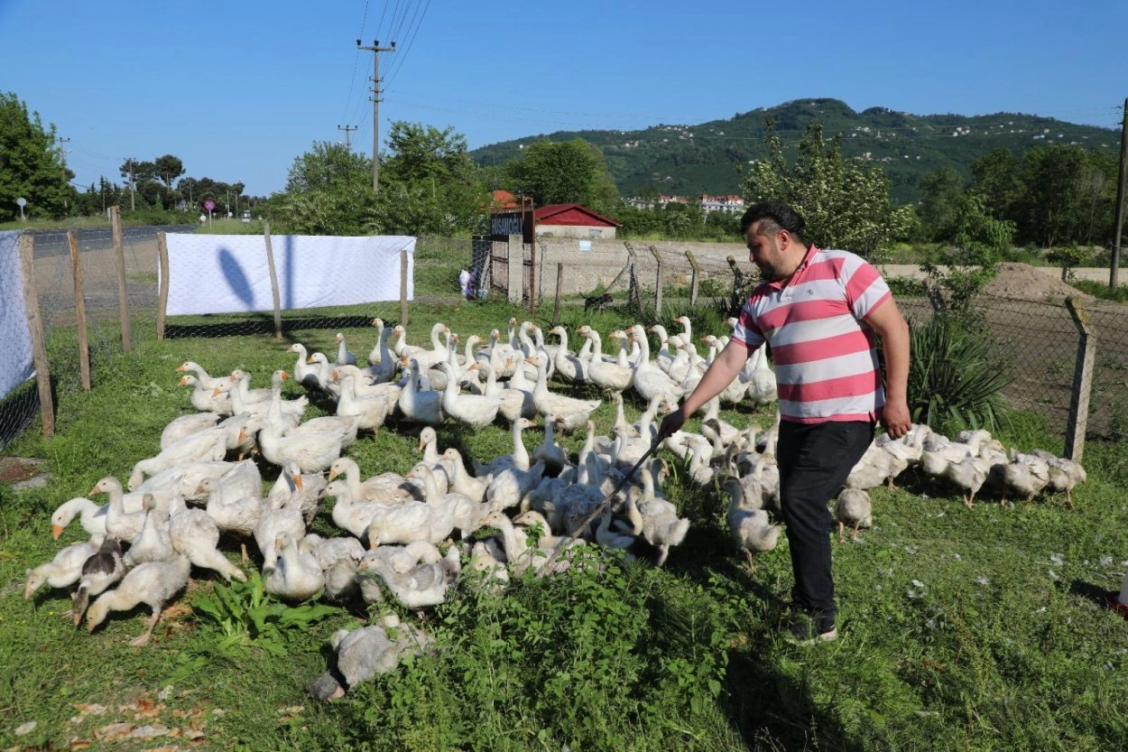 Ordu&rsquo;da kaz yetiştiriciliği b&uuml;y&uuml;yor