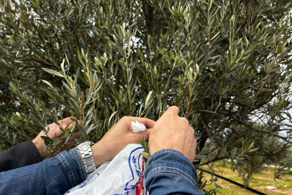 Muğla Milas'ta zeytine sahip &ccedil;ıkılıyor