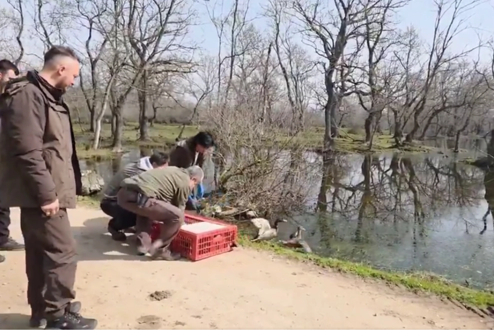 Bursa Karacabey&rsquo;de yaban hayata &ouml;zg&uuml;rl&uuml;k