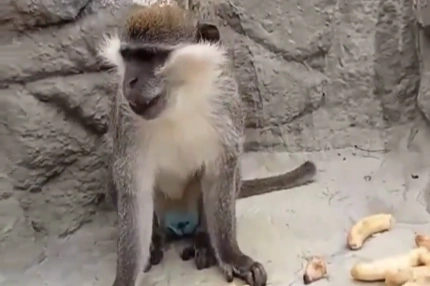 Denizli&rsquo;de fırtınadan ka&ccedil;an maymun yeniden korumaya alındı