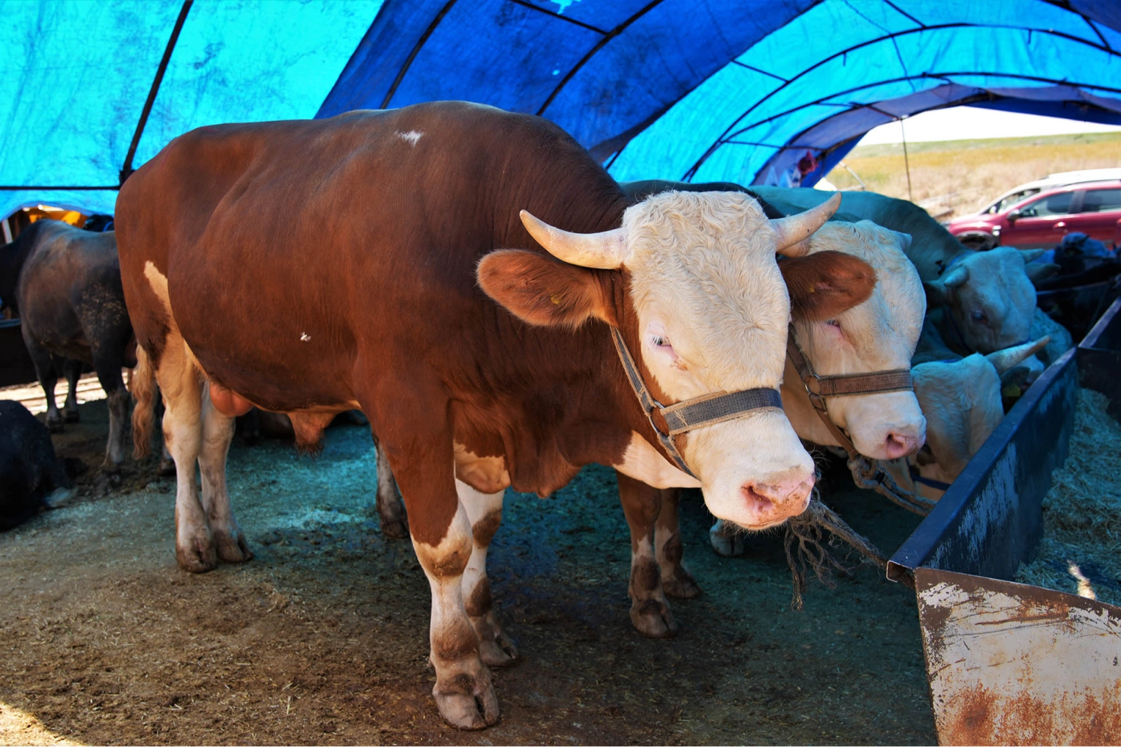 Ankara Ke&ccedil;i&ouml;ren&rsquo;de kurban satış alanı başvuruları başlıyor