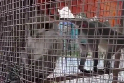 Denizli&rsquo;de &uuml;&ccedil; &ouml;r&uuml;mcek maymunu koruma altında