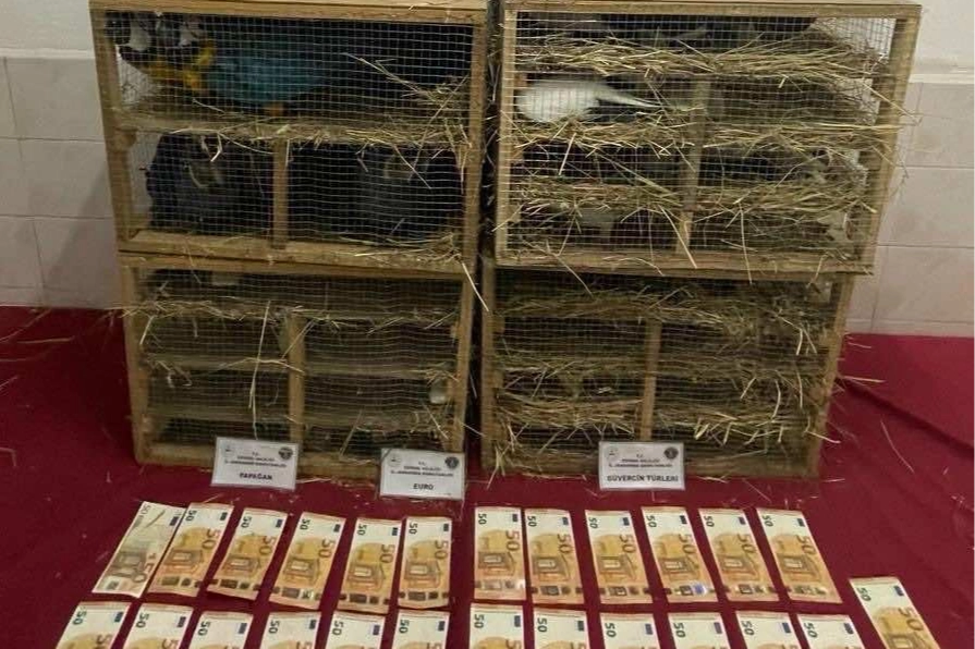 2025'te ka&ccedil;ak canlı hayvan ticareti darbe yedi... 85 bin 342 hayvan ele ge&ccedil;irildi