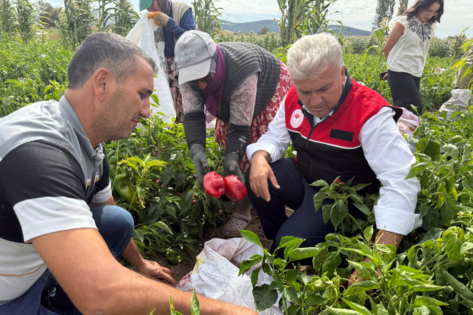 AK Partili Canbey, Kepsut&rsquo;ta kapya biber hasadına katıldı
