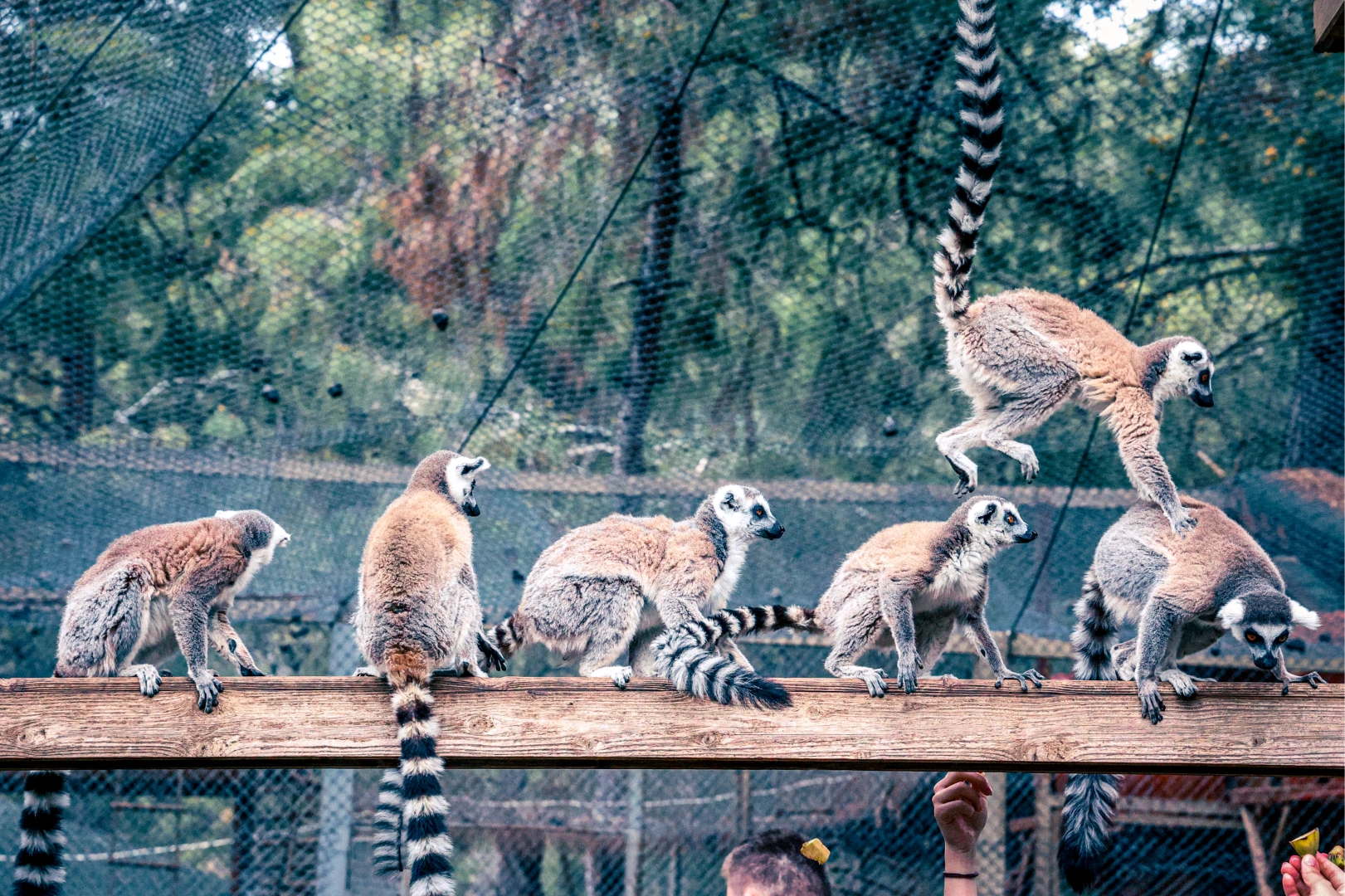 Lemur ailesinin yeni &uuml;yesi sevimli &ldquo;Zabumafu&rdquo; oldu