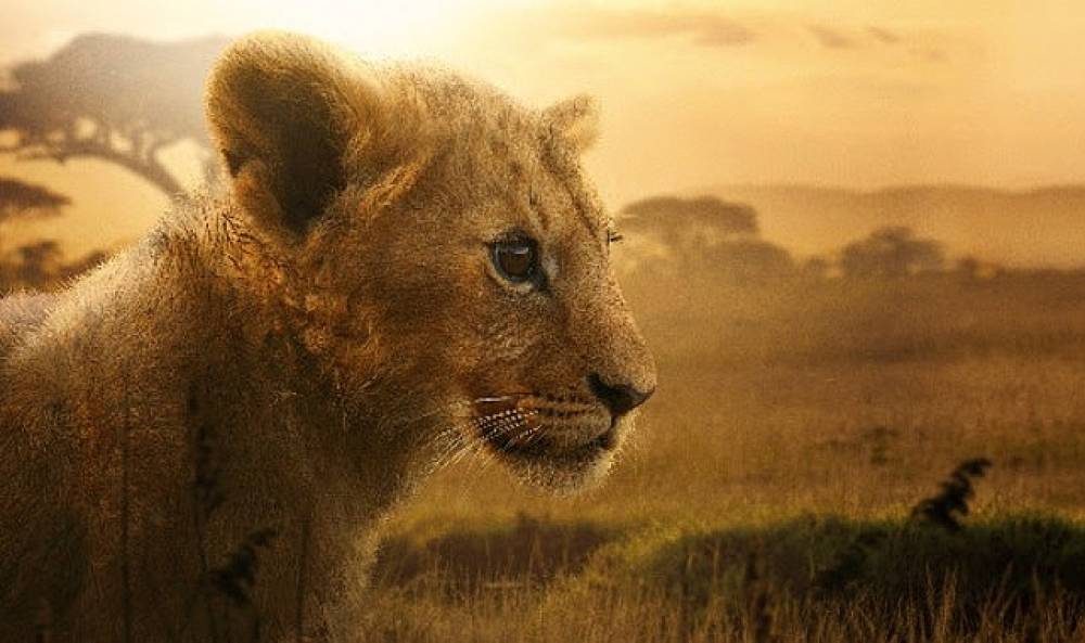 4 B&ouml;l&uuml;ml&uuml;k Belgesel Seri &ldquo;Aslan Kralın Doğuşu" 19 ve 26 Ağustos &Ccedil;arşamba G&uuml;nleri 20.00'de İki B&ouml;l&uuml;m Art Arda National Geographic Ekranlarına Geliyor