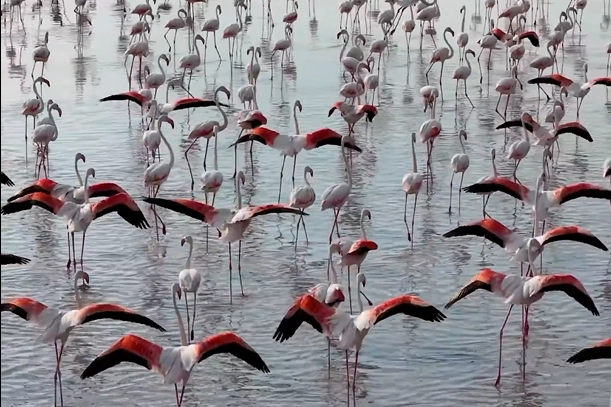 Tuz G&ouml;l&uuml;'nde flamingo sevinci