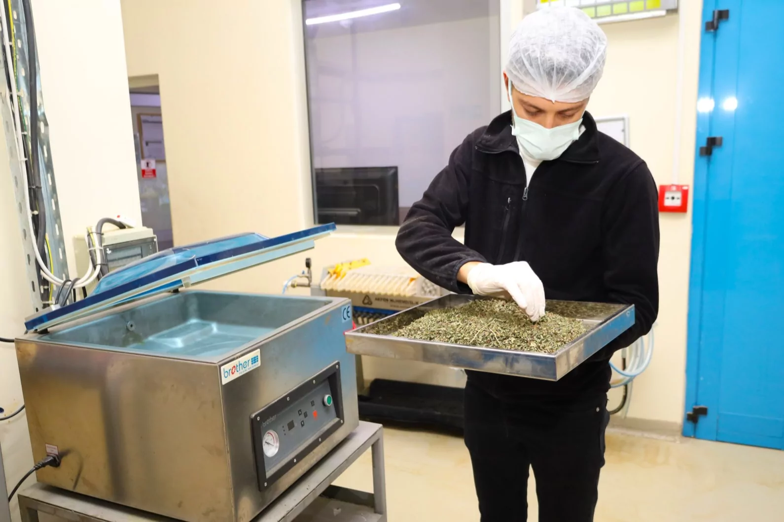 Tarladan T&uuml;rkiye&rsquo;ye Ormanya imzası... Tıbbi ve aromatik bitkiler değer kazanıyor