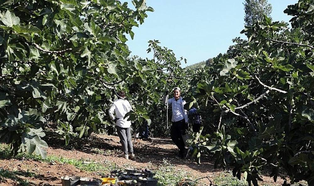 Mudanya'da İncir Hasadı S&uuml;r&uuml;yor